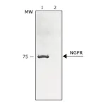 Merck Anti-Nerve Growth Factor Receptor (NGFR p75) antibody produced in rabbit