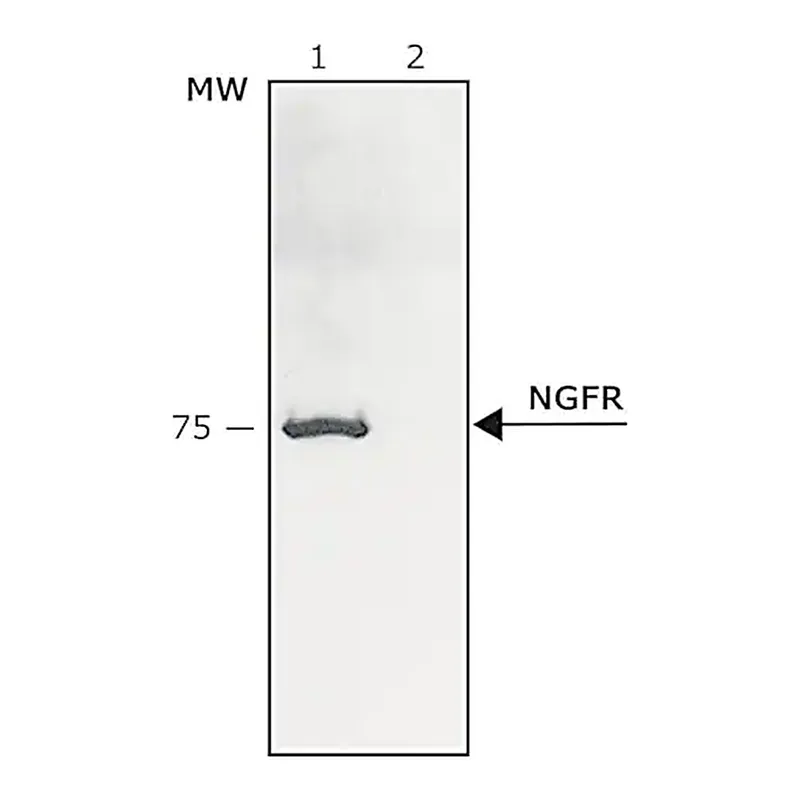 Merck Anti-Nerve Growth Factor Receptor (NGFR p75) antibody produced in rabbit