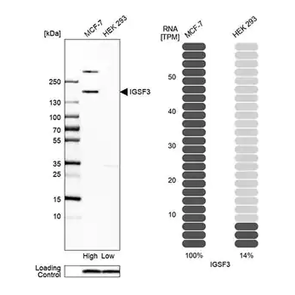 Merck Anti-IGSF3 antibody produced in rabbit