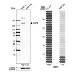 Merck Anti-IGSF3 antibody produced in rabbit