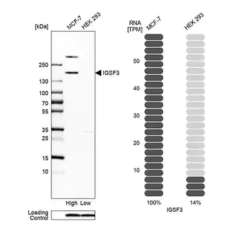Merck Anti-IGSF3 antibody produced in rabbit