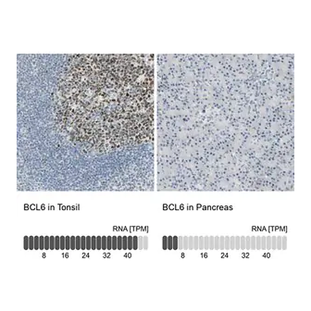 Merck Anti-BCL6 antibody produced in rabbit