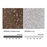 Merck Anti-GPRC5B antibody produced in rabbit