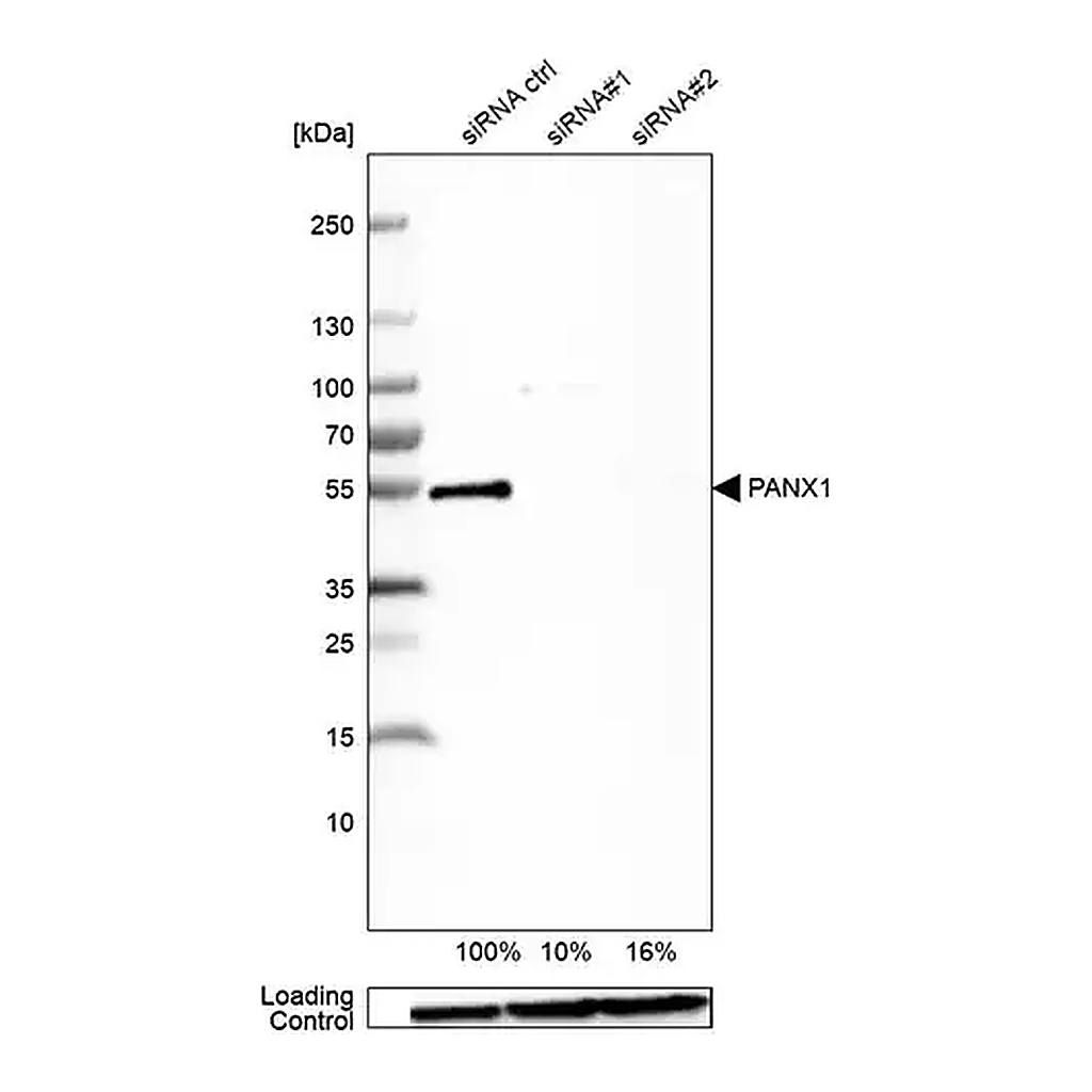 Merck Anti-PANX1 antibody produced in rabbit