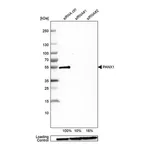 Merck Anti-PANX1 antibody produced in rabbit