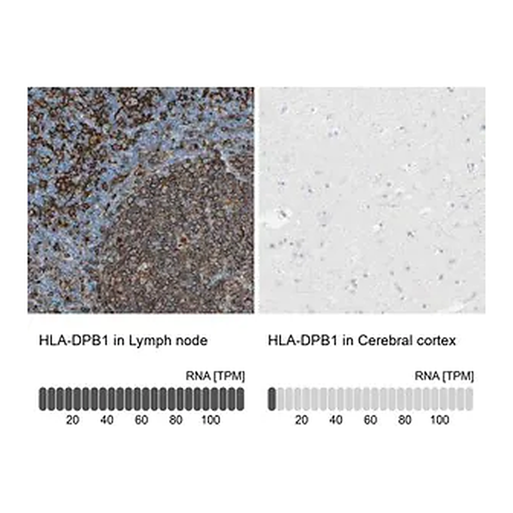 Merck Anti-HLA-DPB1 antibody produced in rabbit