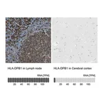 Merck Anti-HLA-DPB1 antibody produced in rabbit