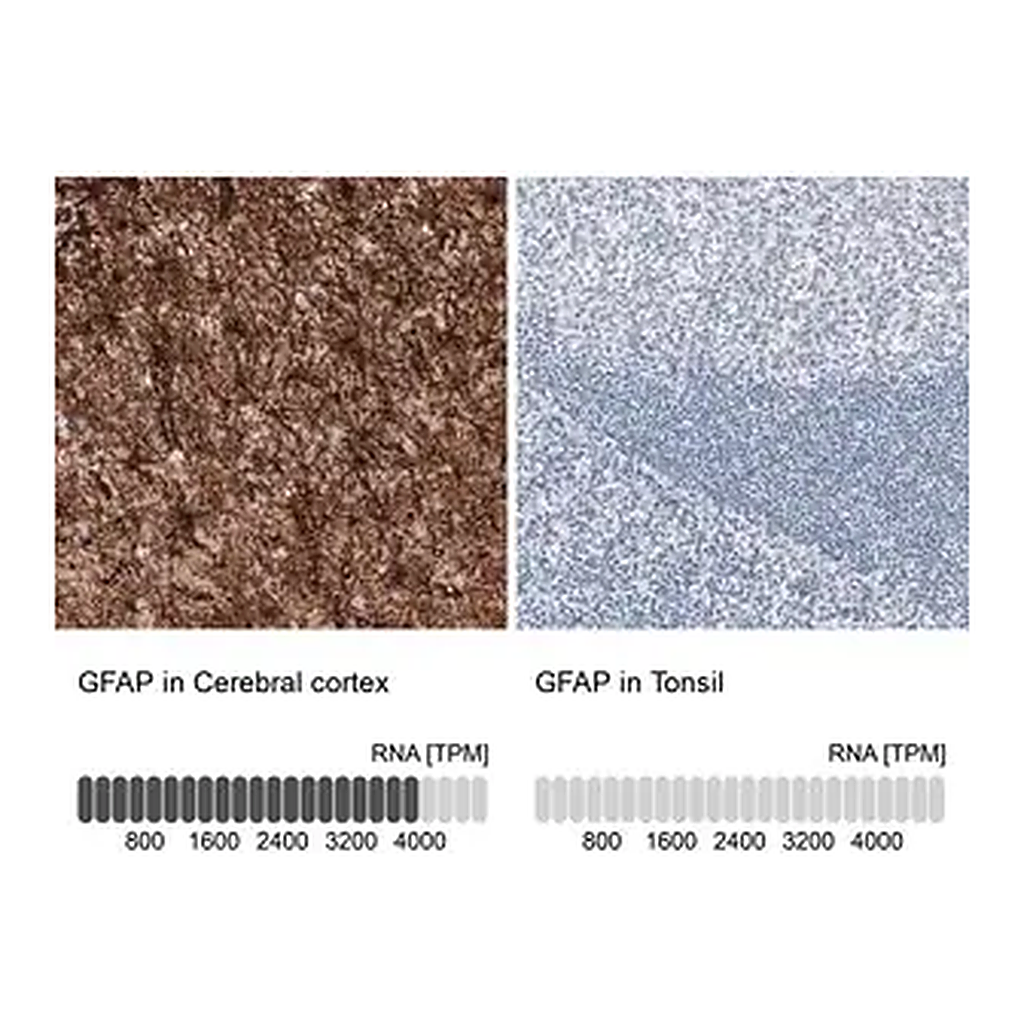 Merck Monoclonal Anti-GFAP antibody produced in mouse