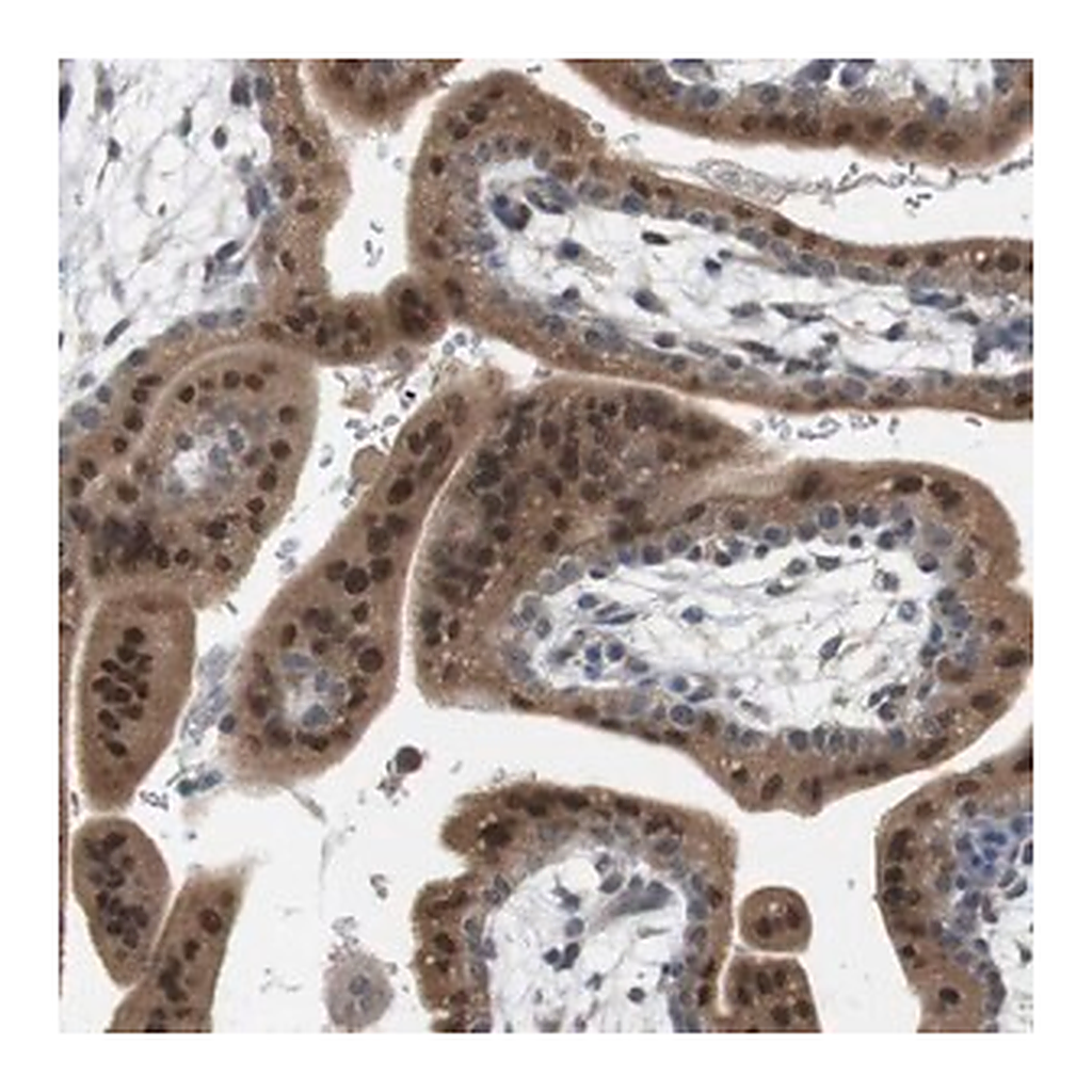 Merck Anti-CREB3L2 antibody produced in rabbit