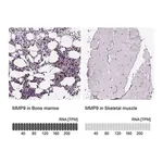 Merck Anti-MMP9 antibody produced in rabbit