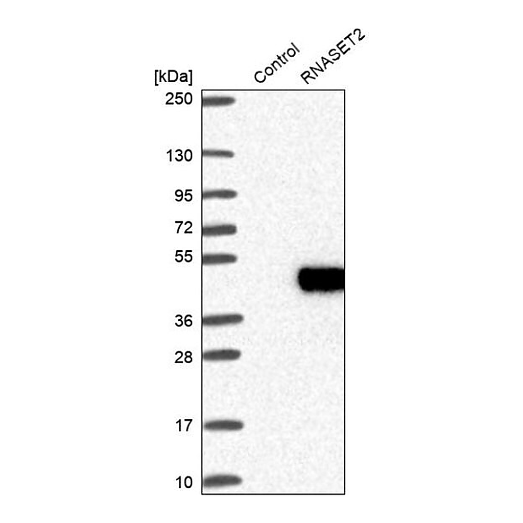 Merck Anti-RNASET2 antibody produced in rabbit