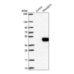 Merck Anti-RNASET2 antibody produced in rabbit