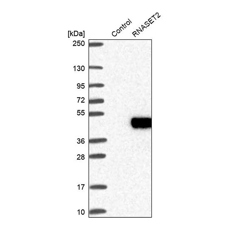 Merck Anti-RNASET2 antibody produced in rabbit