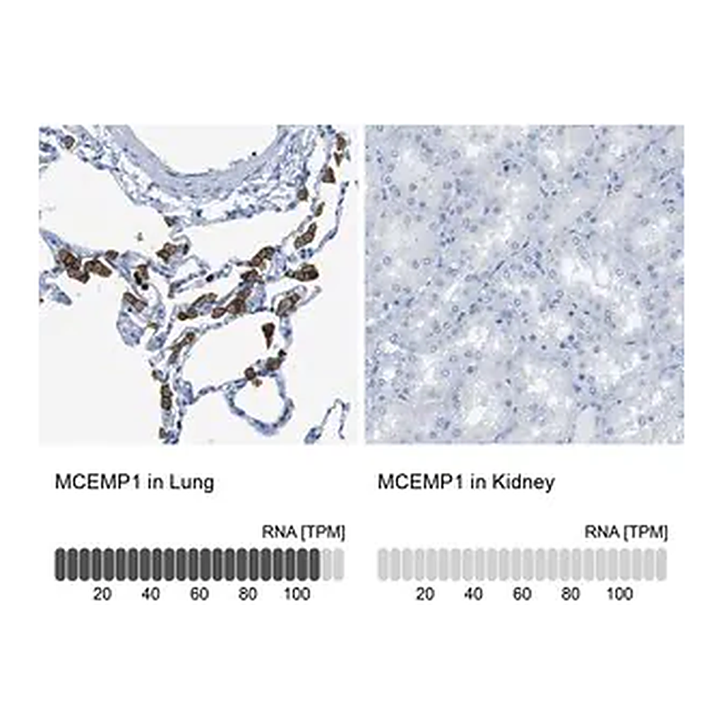 Merck Anti-MCEMP1 antibody produced in rabbit