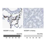 Merck Anti-MCEMP1 antibody produced in rabbit