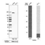 Merck Anti-TMEM2 antibody produced in rabbit