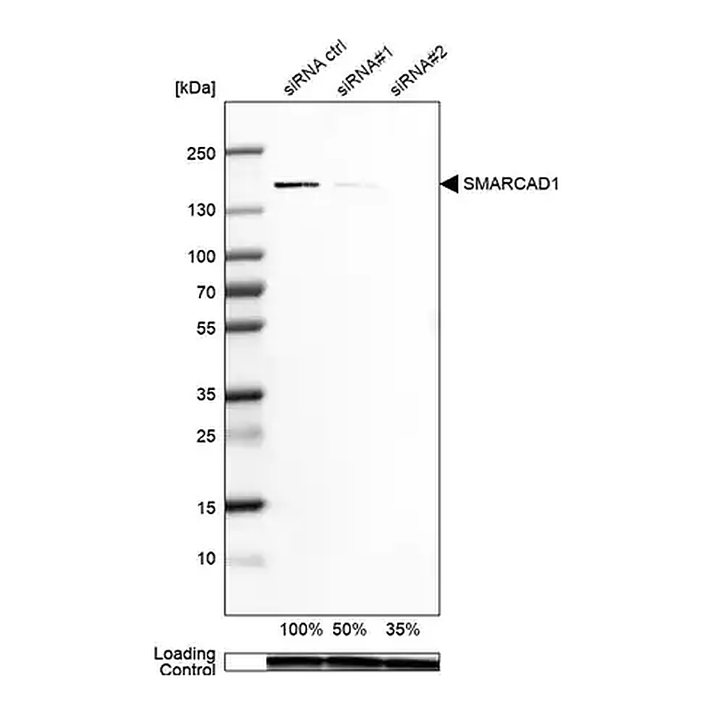 Merck Anti-SMARCAD1 antibody produced in rabbit