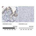 Merck Anti-CEACAM5 antibody produced in rabbit