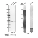 Merck Anti-VAPB antibody produced in rabbit