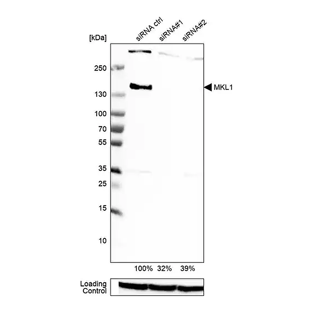 Merck Anti-MKL1 antibody produced in rabbit