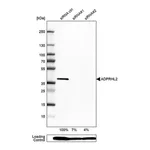 Merck Anti-ADPRHL2 antibody produced in rabbit