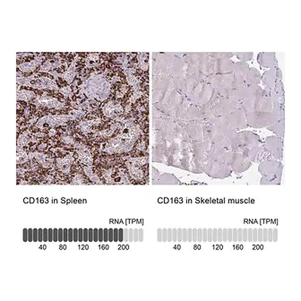 Merck Anti-CD163 antibody produced in rabbit