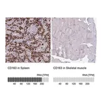 Merck Anti-CD163 antibody produced in rabbit