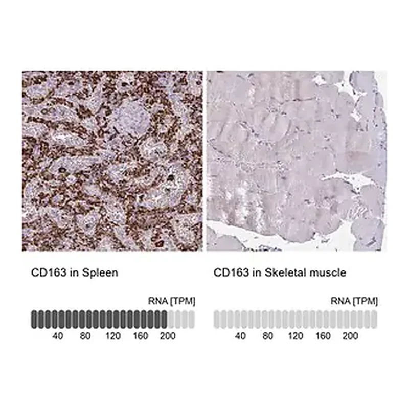 Merck Anti-CD163 antibody produced in rabbit