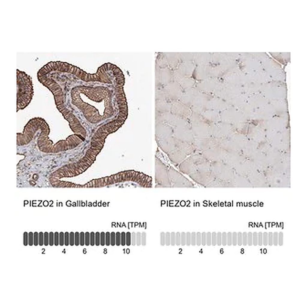 Merck Anti-PIEZO2 antibody produced in rabbit