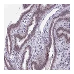 Merck Anti-SRSF5 antibody produced in rabbit