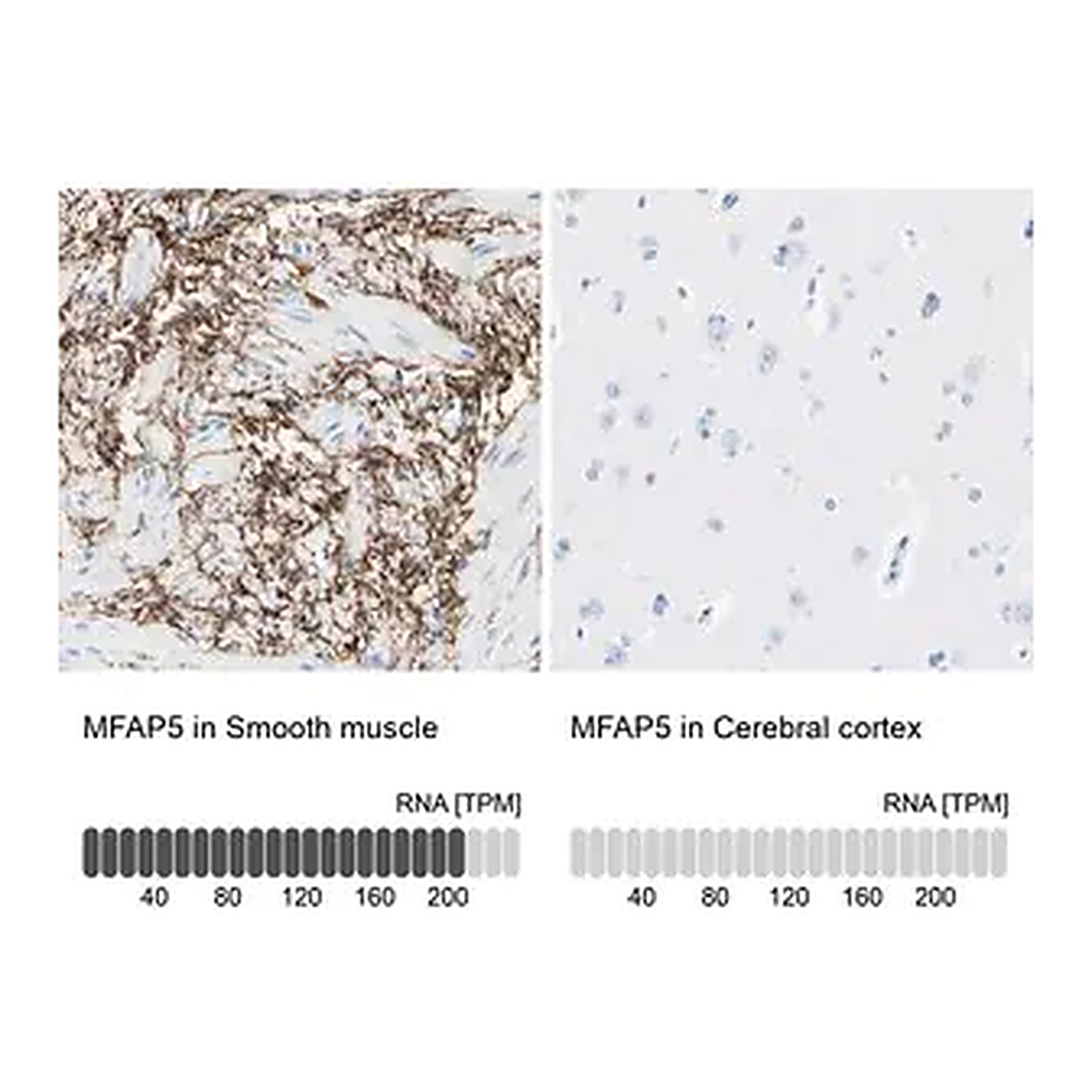 Merck Anti-MFAP5 antibody produced in rabbit