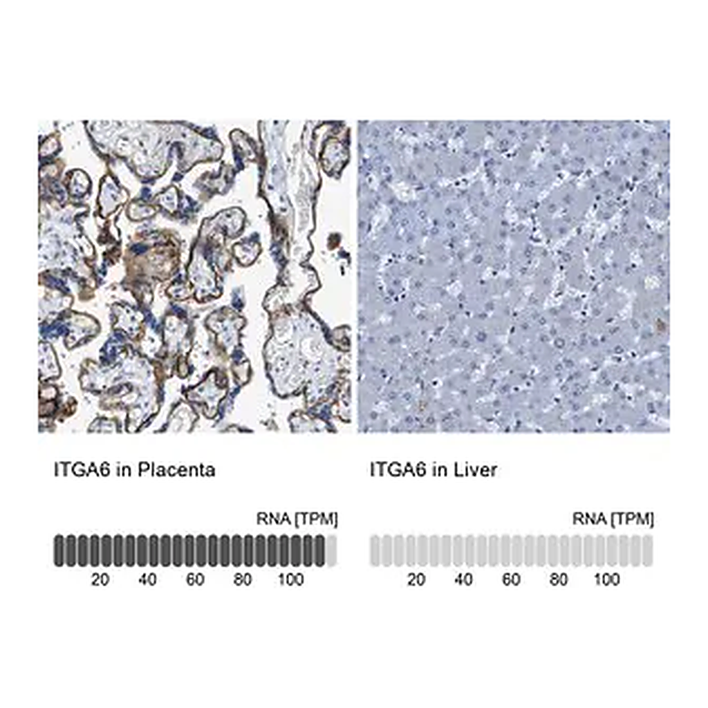 Merck Anti-ITGA6 antibody produced in rabbit