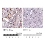 Merck Anti-FOXI1 antibody produced in rabbit