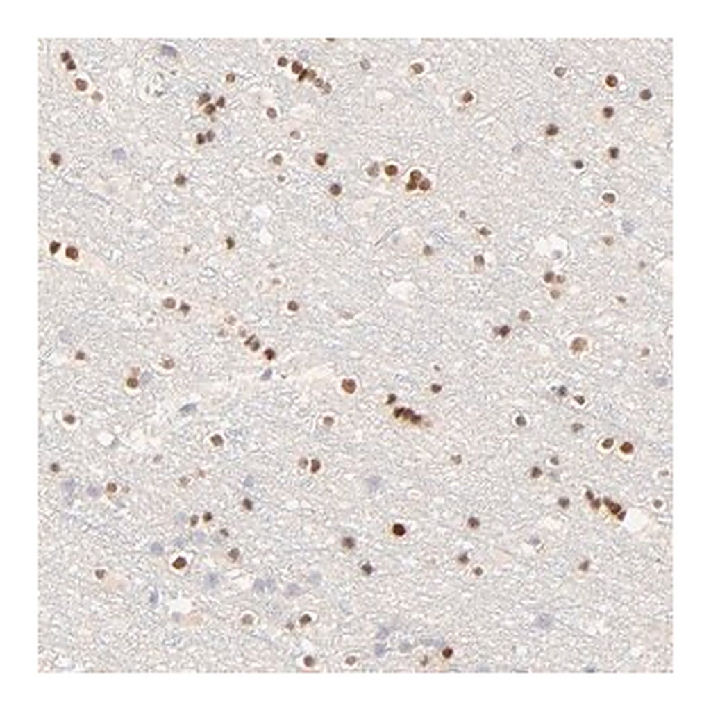 Merck Anti-NKX2-2 antibody produced in rabbit