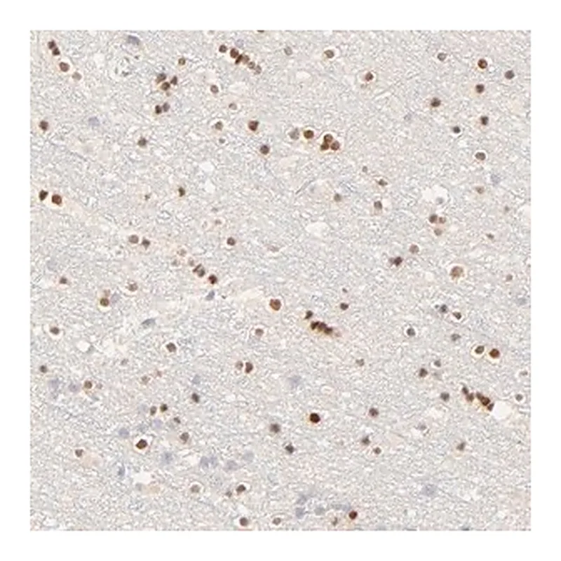 Merck Anti-NKX2-2 antibody produced in rabbit