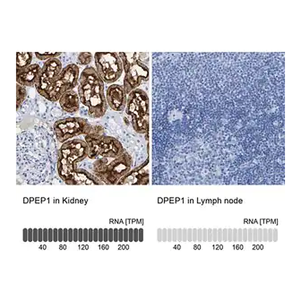 Merck Anti-DPEP1 antibody produced in rabbit