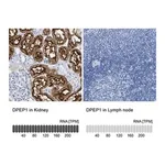 Merck Anti-DPEP1 antibody produced in rabbit