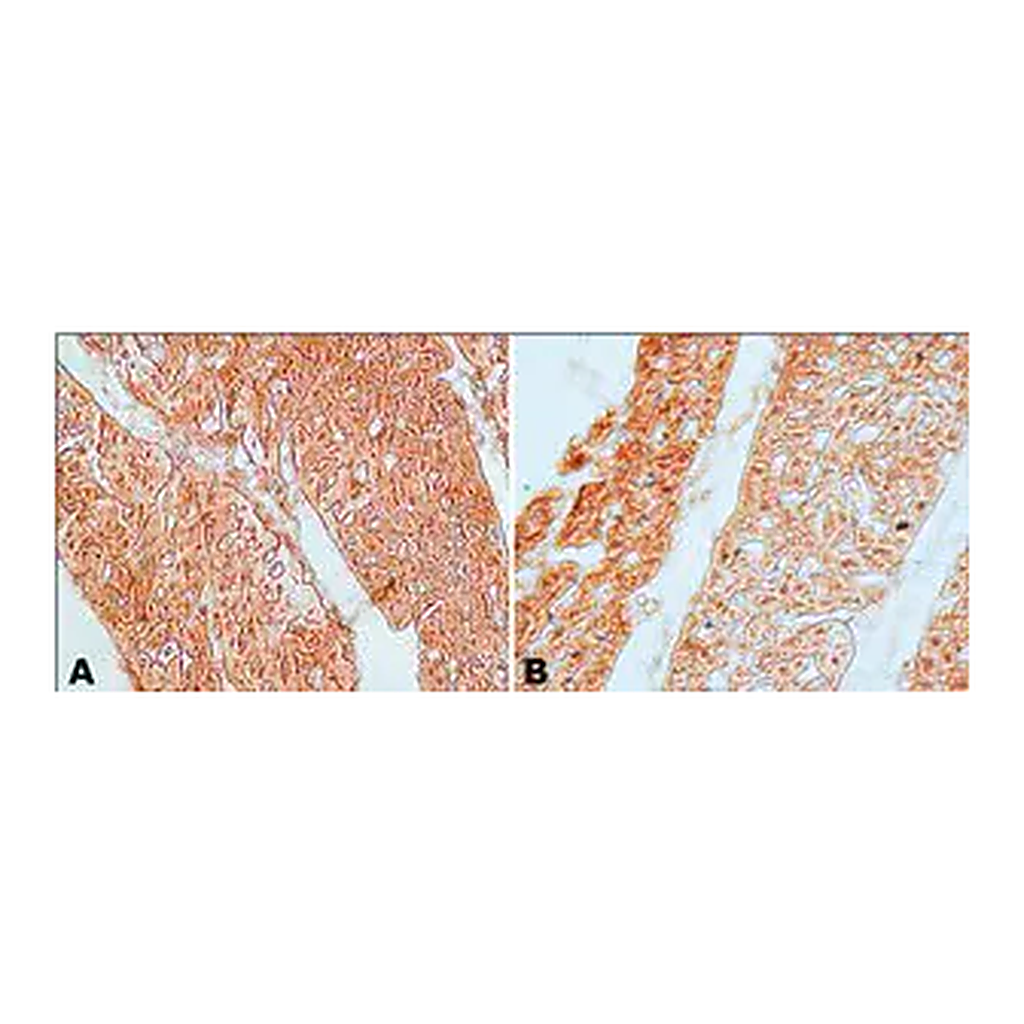 Merck Anti-Guanylyl Cyclase β1 (ER-19) antibody produced in rabbit
