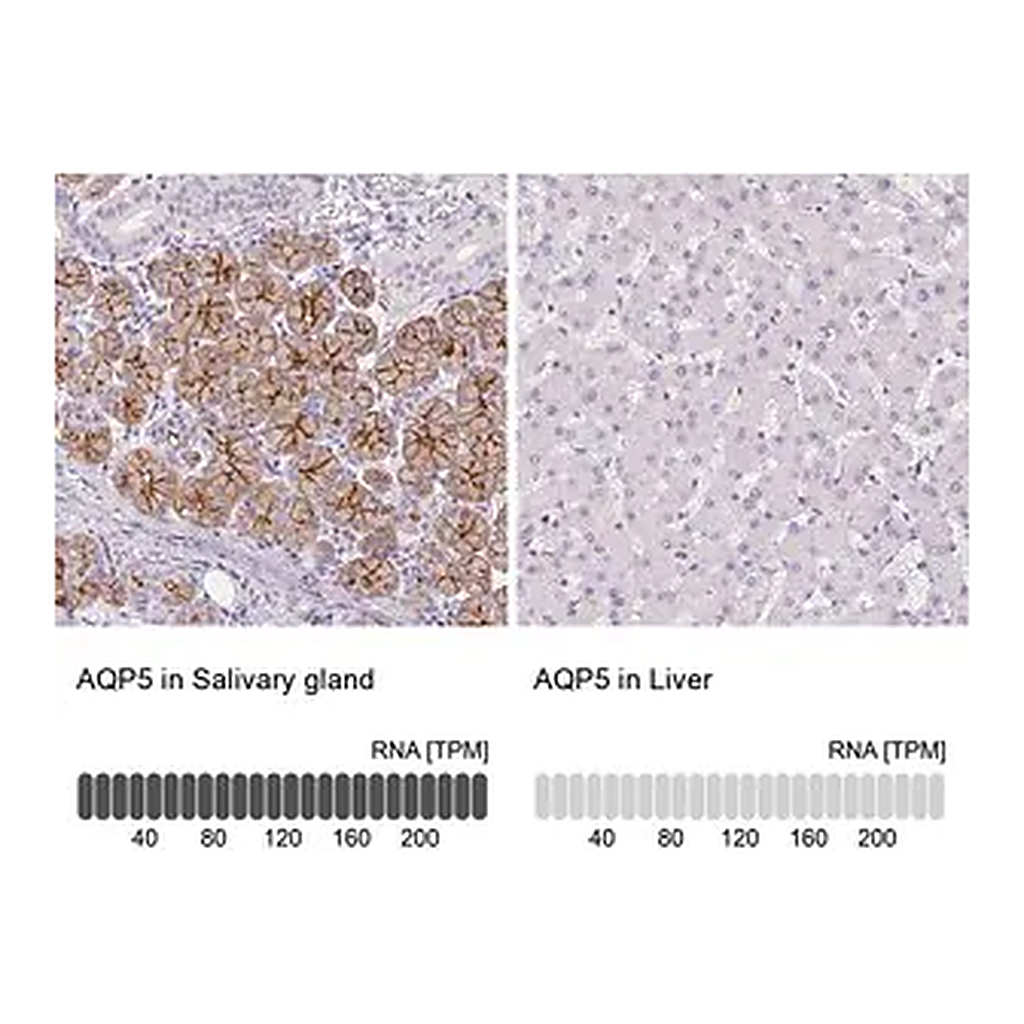 Merck Anti-AQP5 antibody produced in rabbit
