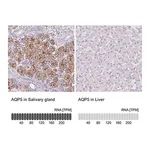 Merck Anti-AQP5 antibody produced in rabbit