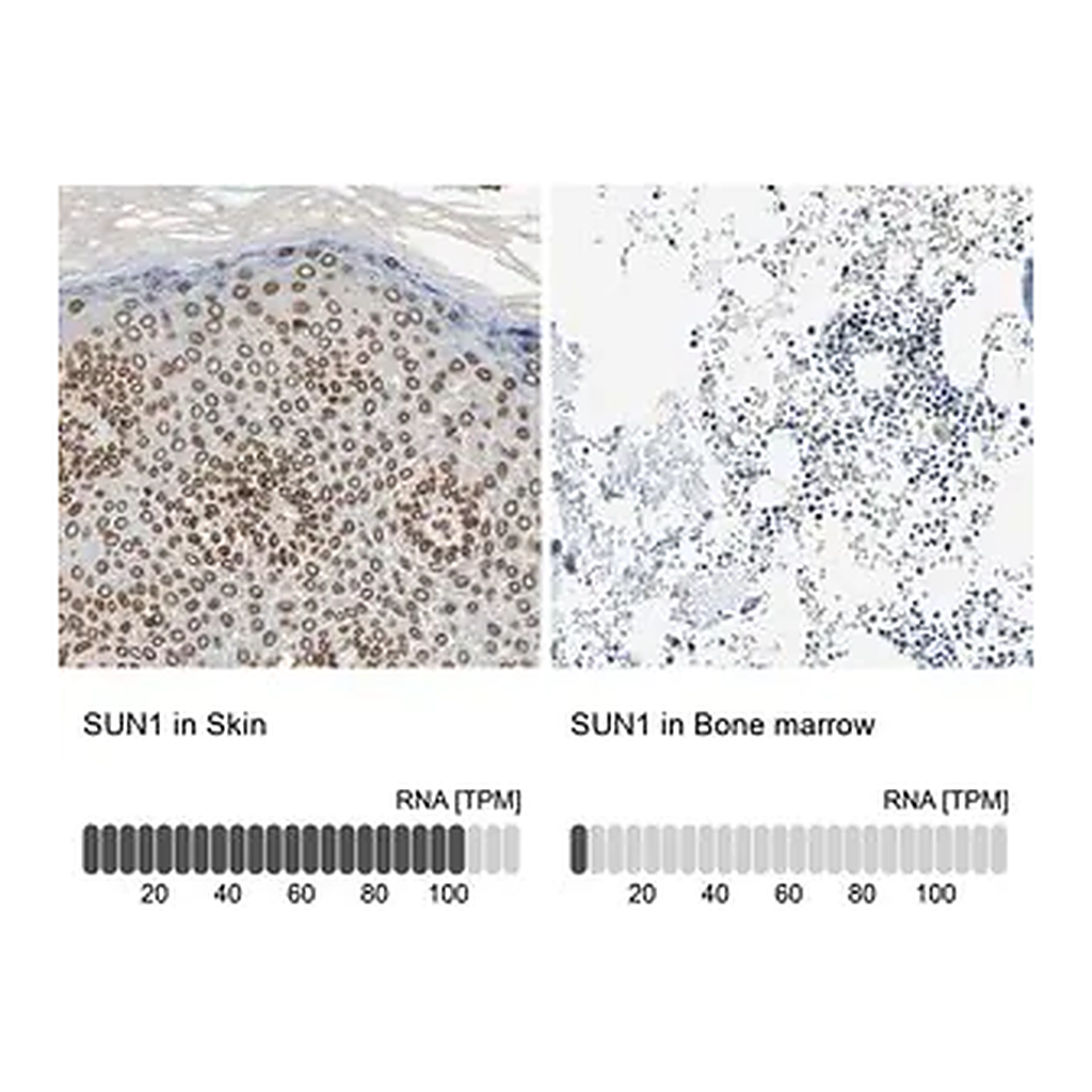 Merck ANTI-SUN1 antibody produced in rabbit