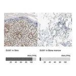 Merck ANTI-SUN1 antibody produced in rabbit