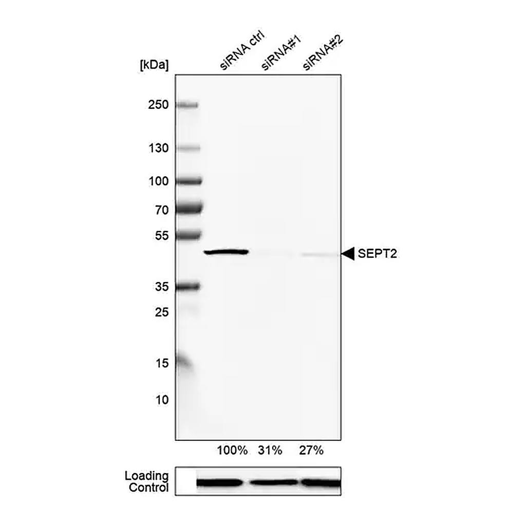 Merck Anti-SEPT2 antibody produced in rabbit
