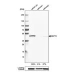 Merck Anti-SEPT2 antibody produced in rabbit