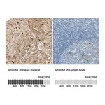 Merck Anti-S100A1 antibody produced in rabbit