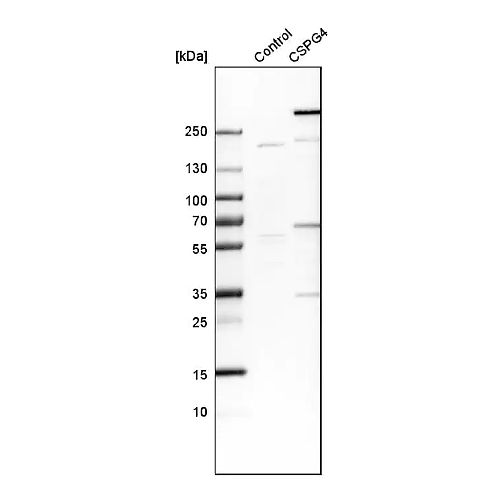 Merck Anti-CSPG4 antibody produced in rabbit