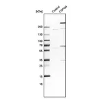 Merck Anti-CSPG4 antibody produced in rabbit