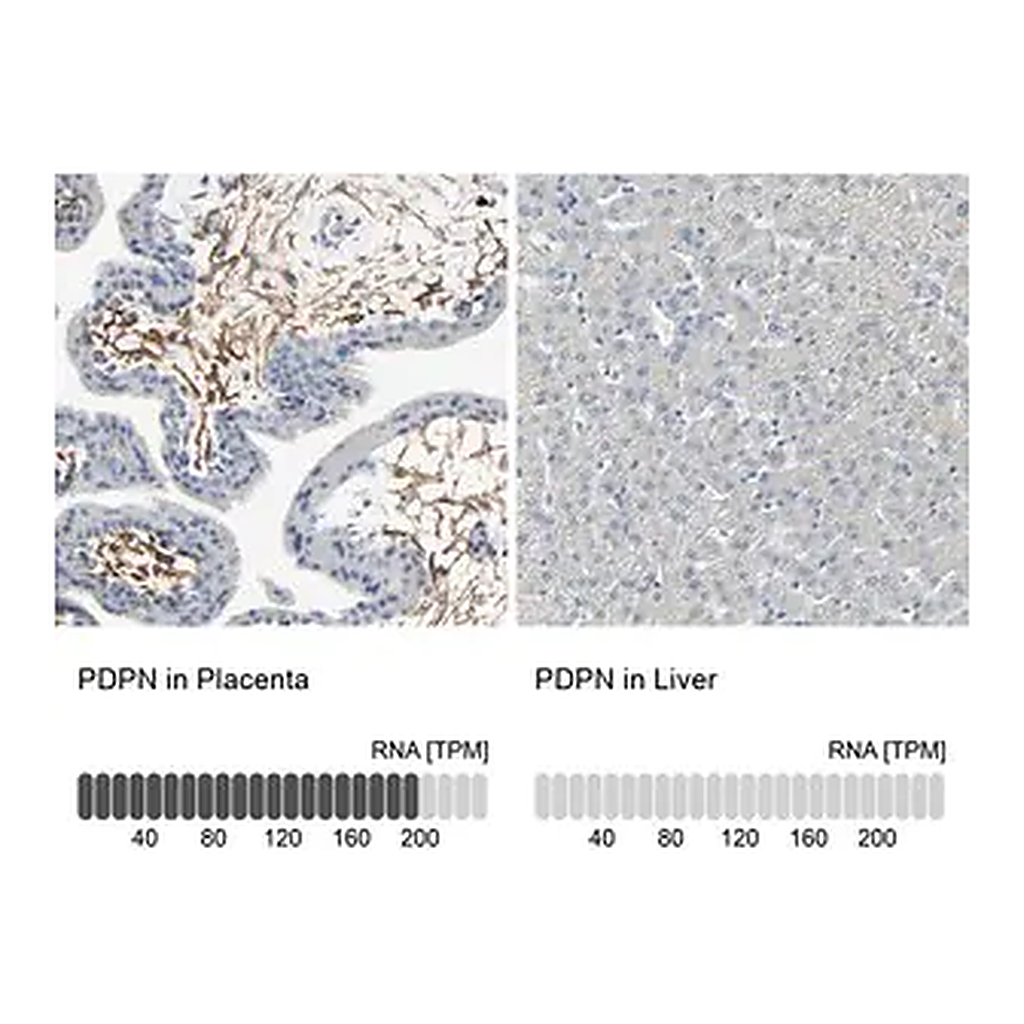 Merck Anti-PDPN antibody produced in rabbit