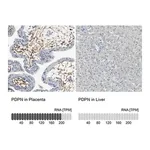 Merck Anti-PDPN antibody produced in rabbit