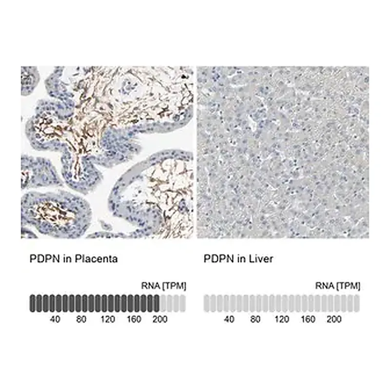 Merck Anti-PDPN antibody produced in rabbit
